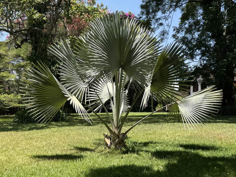 Serengeti Manor - Gallery 12